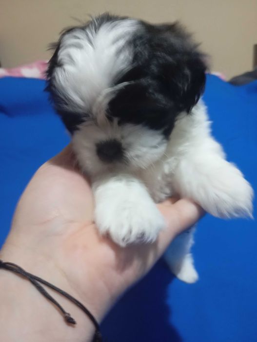 Baiat alb negru rasa shih tzu