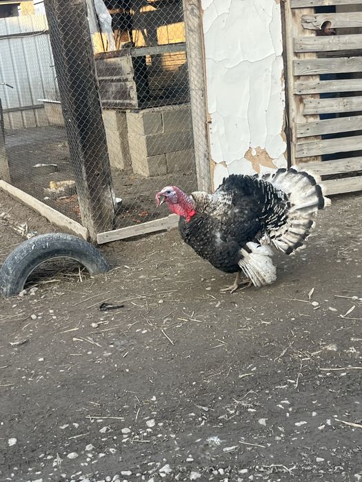 Үйрек сатылады бағасы келісіммен