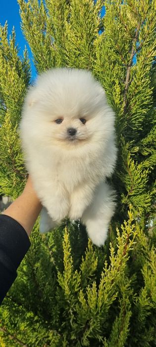 Померан померанче