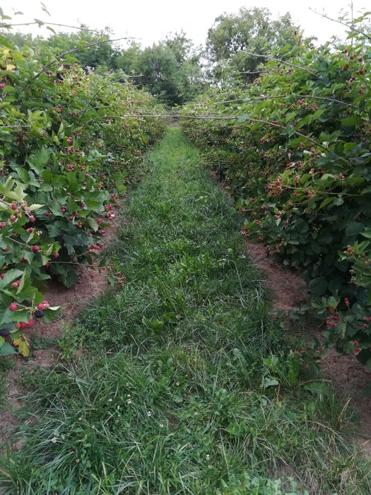 Butasi mure Thornfree