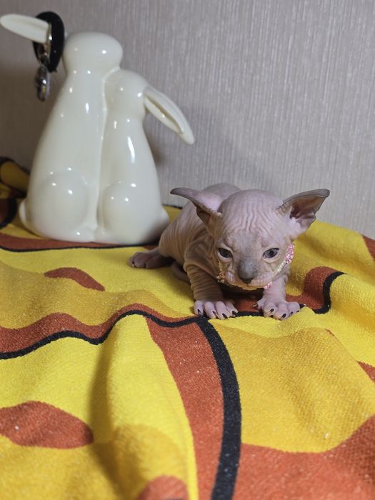 Шикарная кошечка голубоглазка