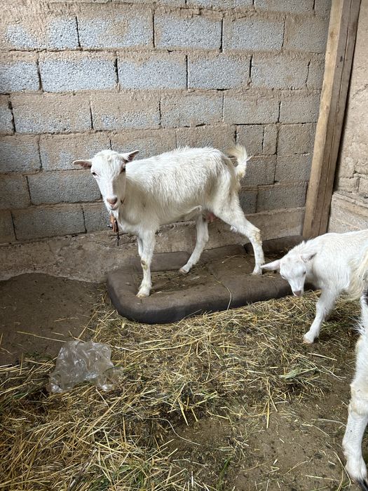 Продается коза с 2 козлятами