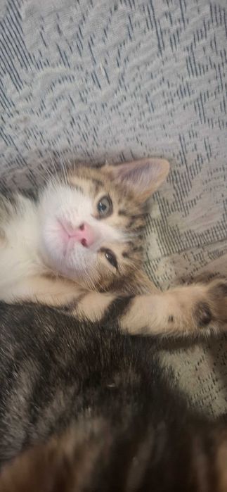 Малки британски котки