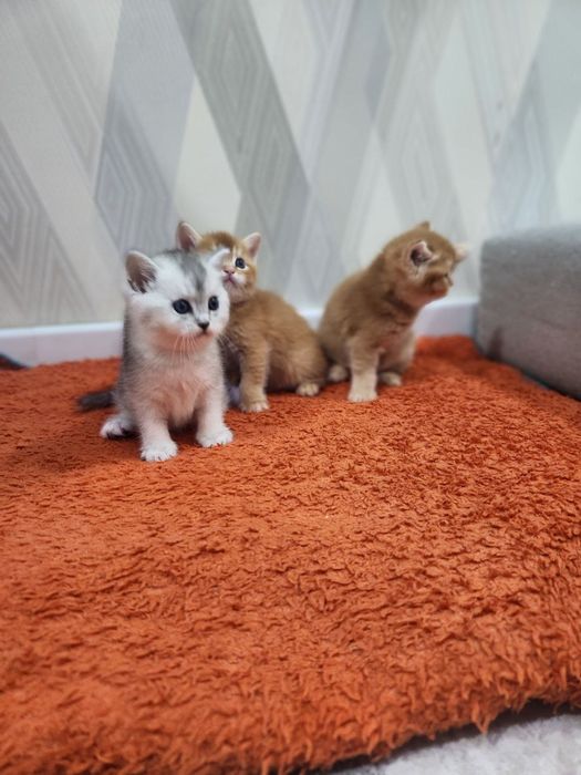 Котята продаются