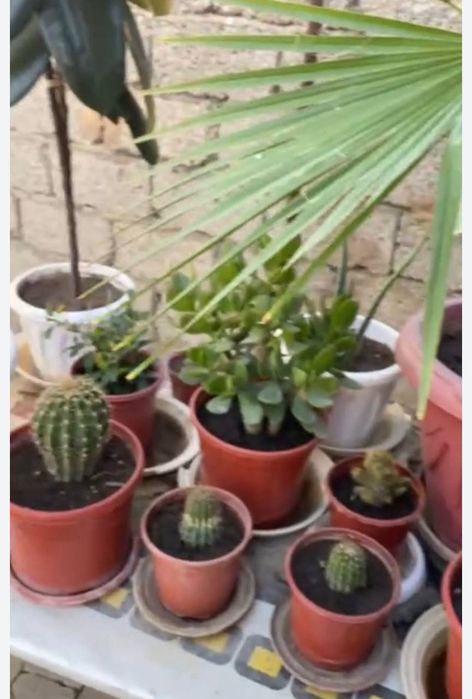 Biogomus Chernozem Optom Narh