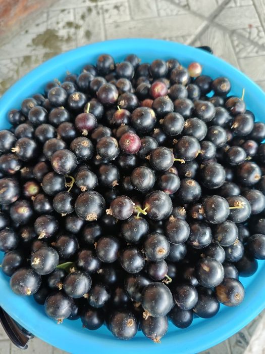 Черная смородина с экологичной дачи