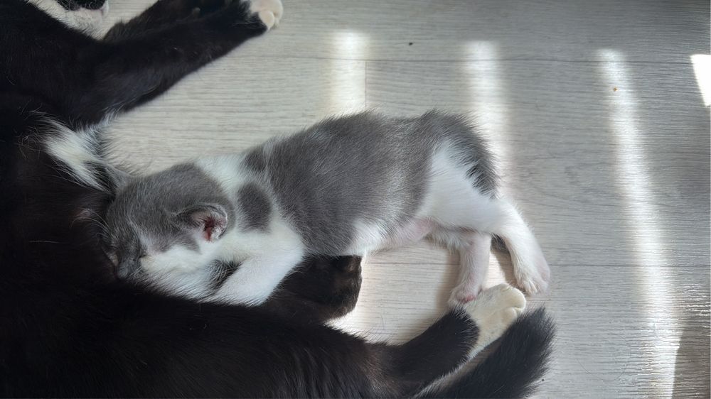 Отдам бесплатно котенка