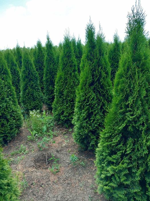 Photinia la ghiveci: gata să îți decoreze curtea