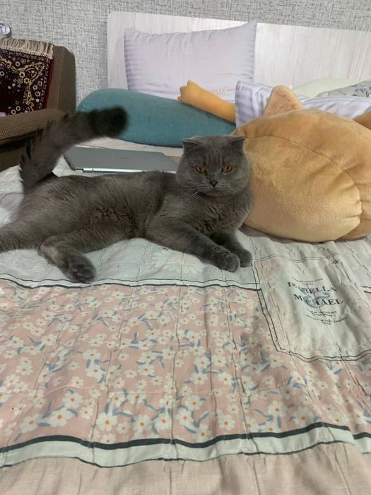 Котята скоттиш фолд/страйт