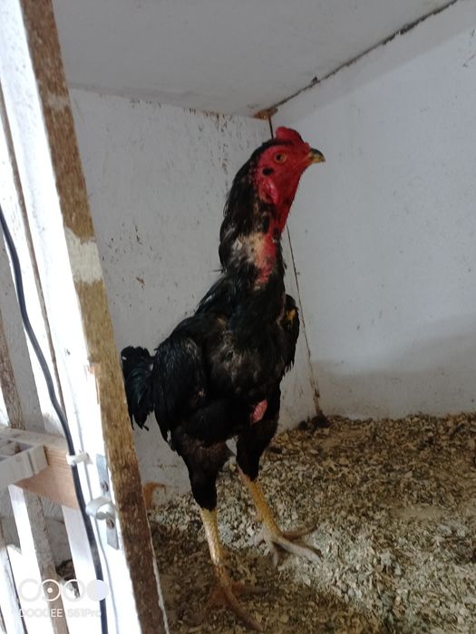 Продам петуха на племя