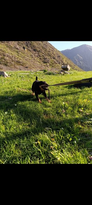 Собака Ягдтерьер для вязки