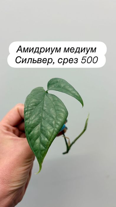 Монстеры мелколистные, Тайка