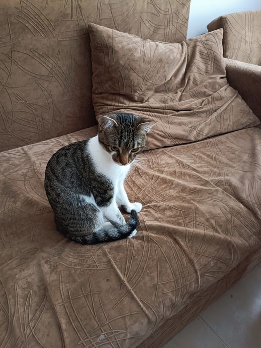 Подарявам коте,около 6 месеца