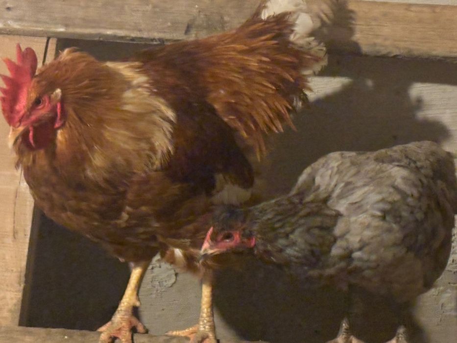 Продажа Петуха,Курицу