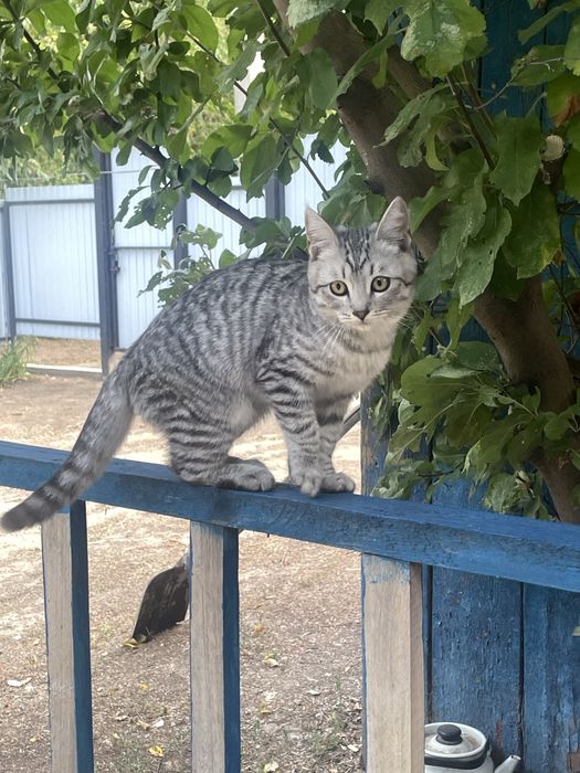 Кот ищет хозяев.