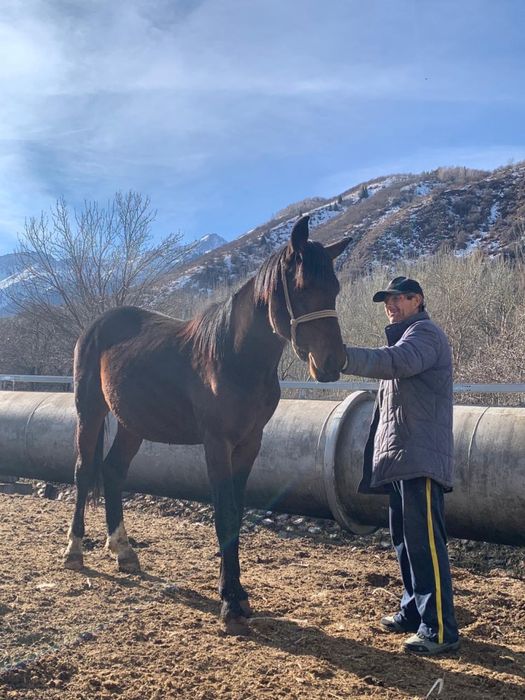 Жеребец 3 года продаю