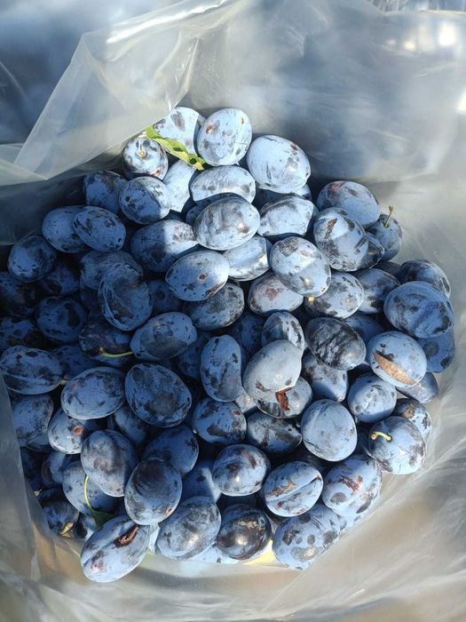 Vand prune pentru TUICA !!!