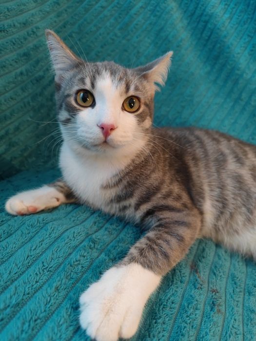Ласковый Котик ищет дом