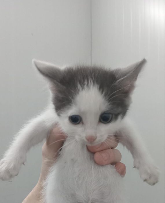 Отдаем котят в добрые руки