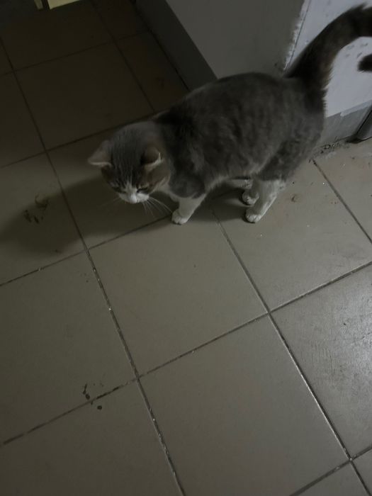 Кота в хорошие руки