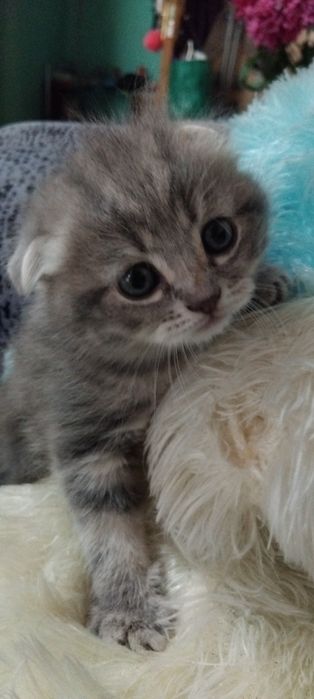 Продам котят 1,5.