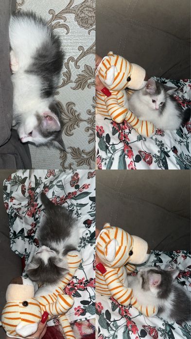 Продаются ШОТЛАНДЦЫ!!!