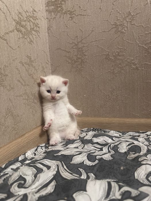 Котенок мальчик.