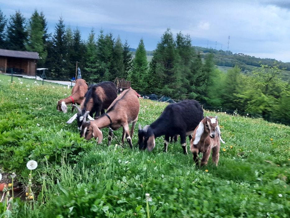 Vand doua capre anglo nubiene cu iezi lângă ele.La prima fătare.