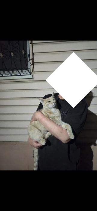 Ищу дом разговорчивому коту!!