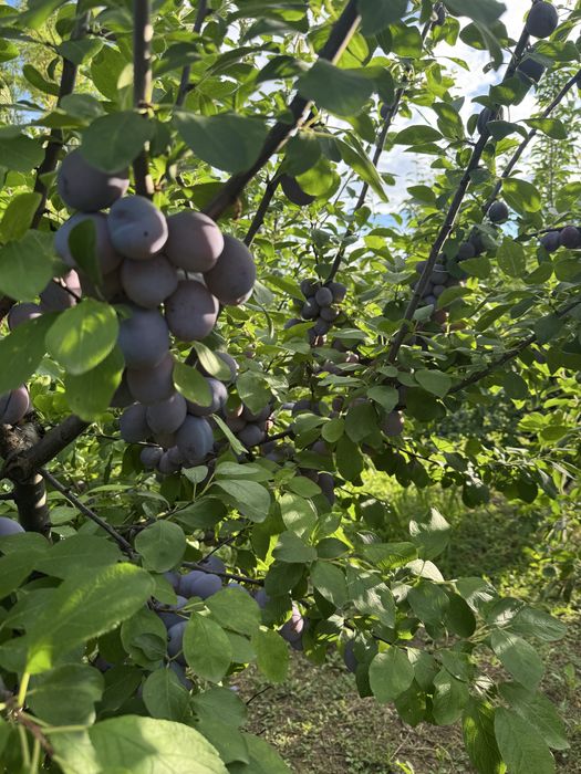 Vand prune centenar