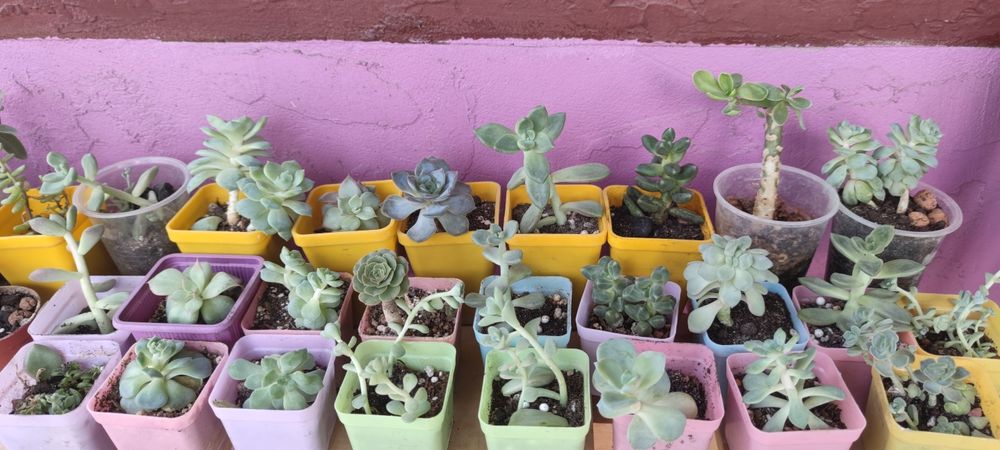 Суккуленты разные распродажа