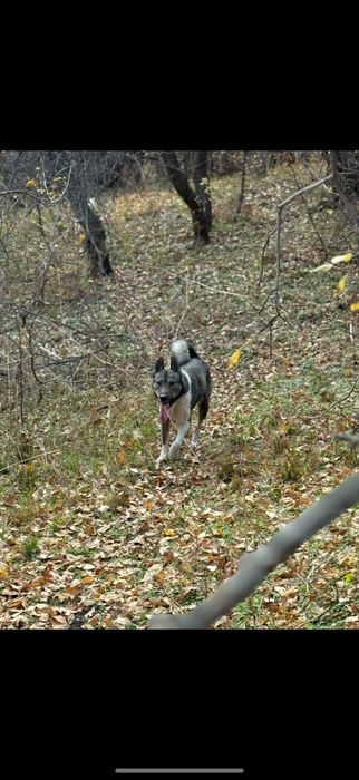 Продам рабочего кобеля зсл