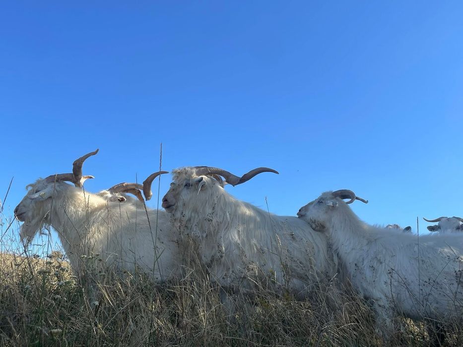 Disponibili țapi Carpatini