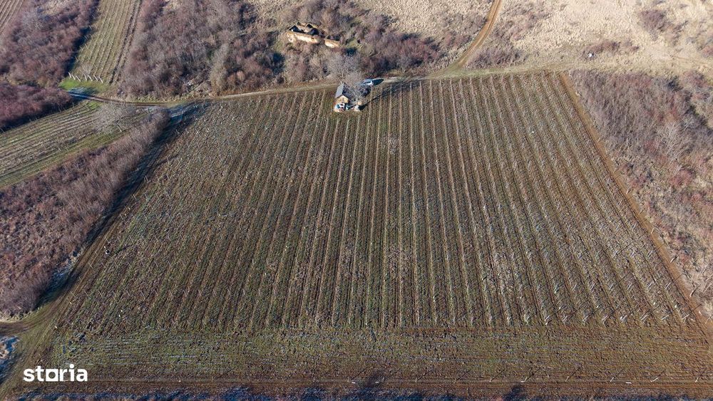 Vita-de-vie Premium  teren de 6800 mp în Covăsinț