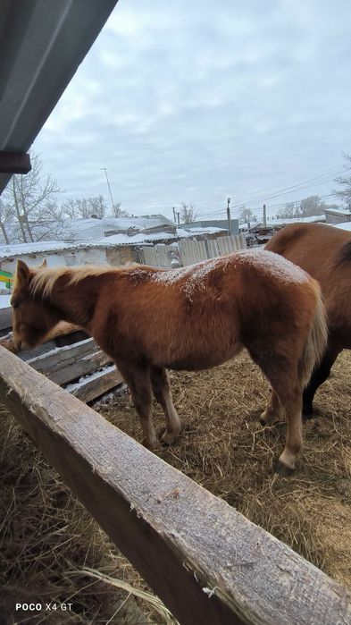 Продам лошадей 600 000