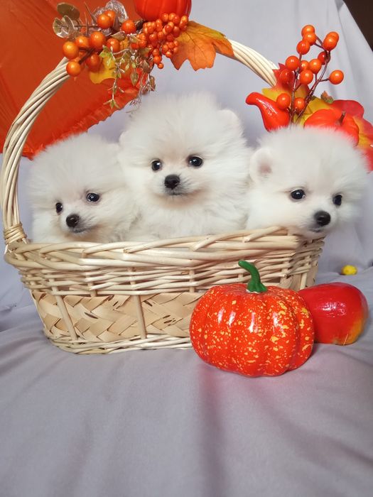 Щенки шпица мини