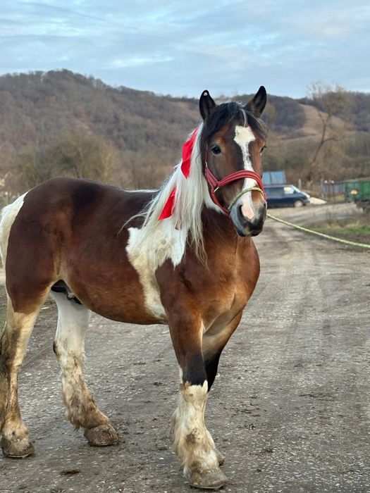 Armasar de rasă pentru monte