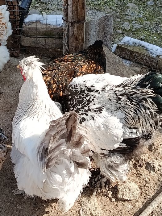 Продаются куры порода брама