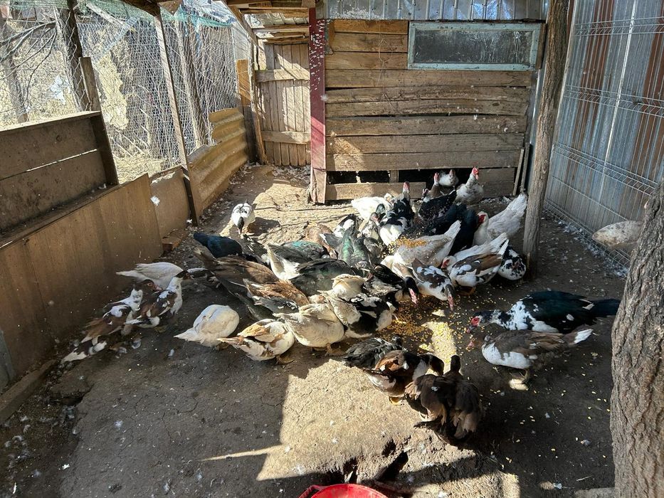 Vand rațe si rățoi