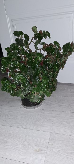 Реально большие цветы