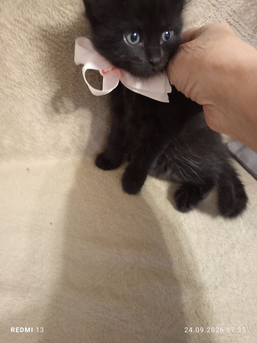 Кошка с котенком