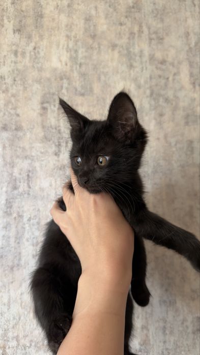 Отдам котенка в добрые руки!