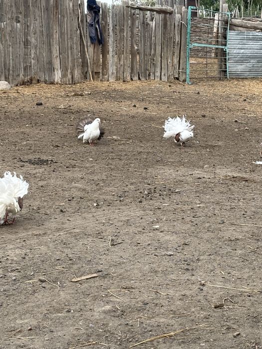 Павлин с гарантией