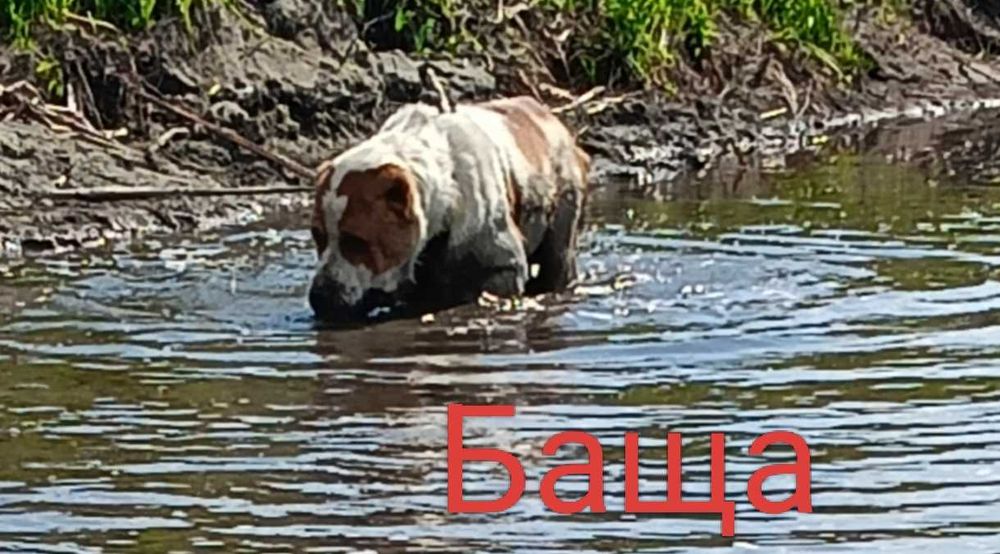 Кученца Чистокръвен Алабай