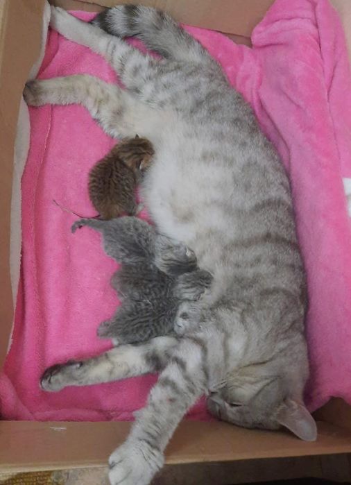 Котик ищет невесту,спаривание,вязка