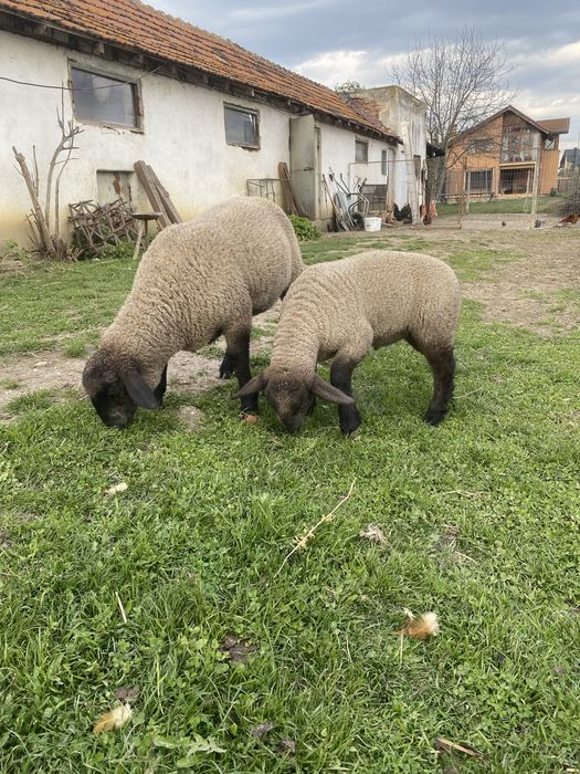 Vand oi cu miei Suffolk