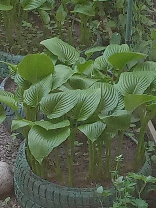 Белая хоста, кусты большие.