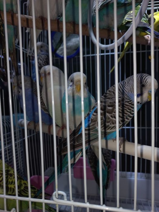 Волнистый попугай