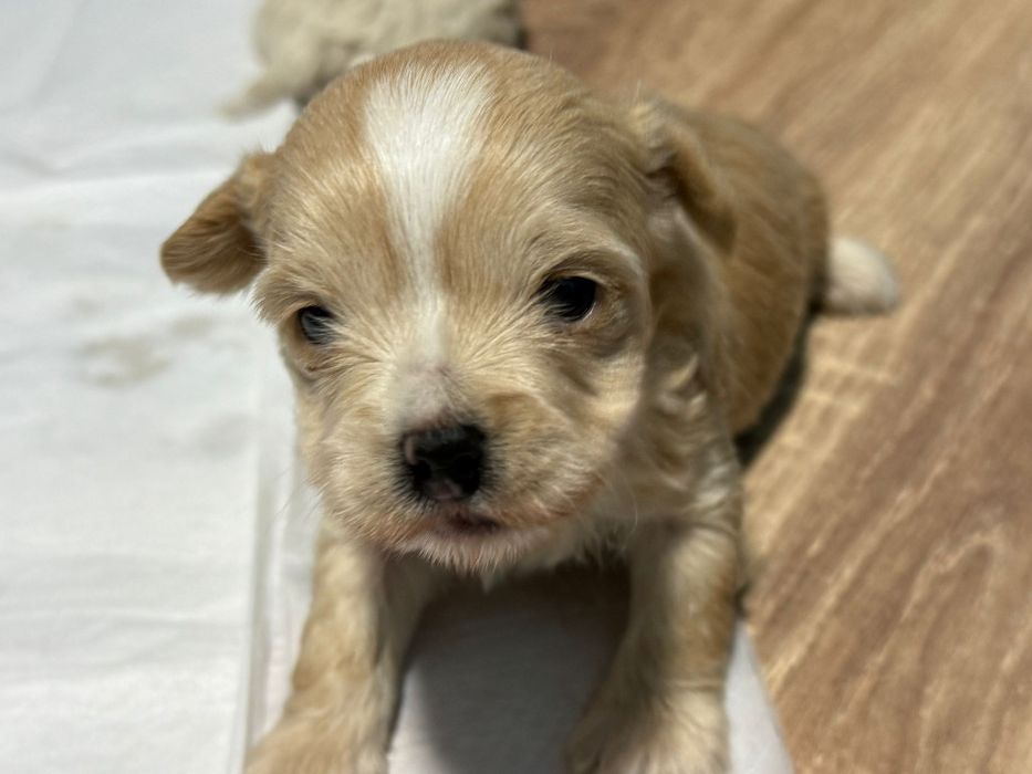 Cățeluși Bichon Maltez