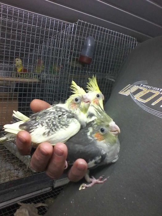 Papagali nimfa pui blămzi și maturi